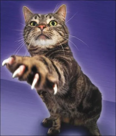 Quel proverbe veut dire la mme chose que  tenir un discours et passer  l'acte sont deux choses diffrentes  ?