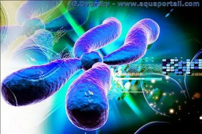 Combien de chromosomes non sexuels possdent une cellule (en tat de repos) ?