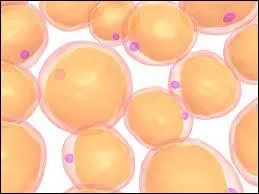 Comment s'appellent les cellules spcialises dans le stockage des graisses ?