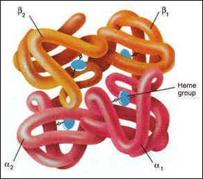 Quelles cellules anucléées sont considérées comme des sacs d'hémoglobine ?