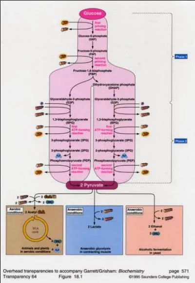 Comment s'appelle la voie mtabolique permettant de transformer un glucose en 2 pyruvates ?