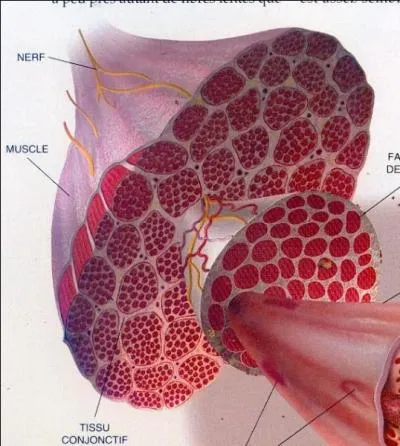 Quelle partie du corps est la plus muscle en terme de nombre de muscles ?