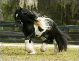Quelle est la race de ce cheval ?