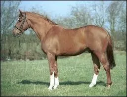 Quelle est la race de ce cheval ?