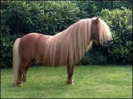 Quelle est la race de ce poney ?