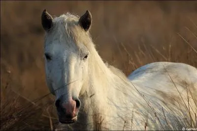 Quelle est la race de ce poney ?
