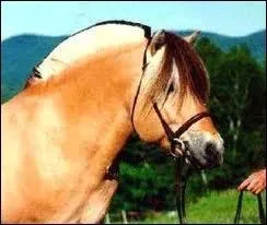 Quelle est la race de ce poney ?