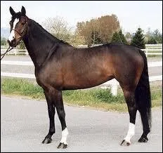 Quelle est la race de ce cheval ?