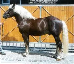 Quelle est la race de ce cheval ?