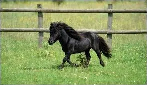 Quelle est la race de ce poney ?