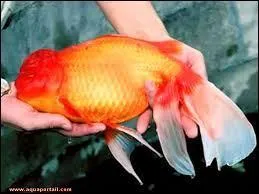 Comment s'appelle ce poisson ?