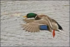 Quelle est cette race de canards ?
