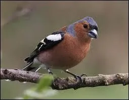 Comment s'appelle cet oiseau ?