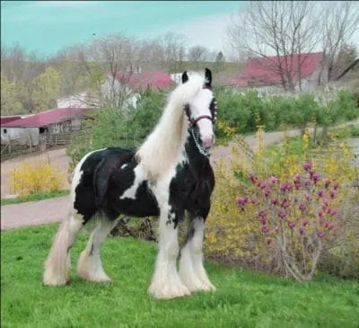 Quelle est la robe de celui-ci ?