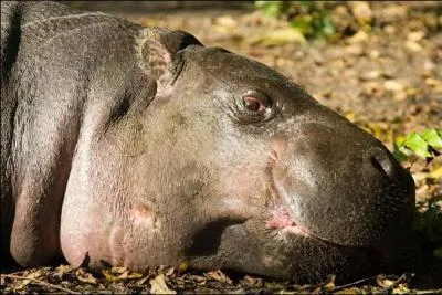 Dans l'Ouest africain vit un trange hippopotame, adulte, il ne pse pas plus de 280 kilogrammes !