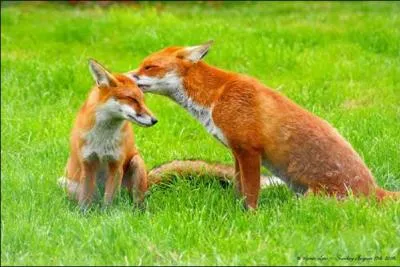 Sur une anne, un renard consomme  peu prs autant de fruits que de viande !