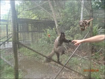 La queue des singes d'Amrique est prhensile, comme celle des singes d'Asie, ils peuvent se suspendre  une branche avec !
