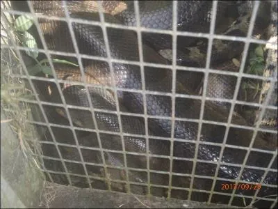 Chez l'anaconda vert, la femelle est beaucoup plus grosse que le mle !