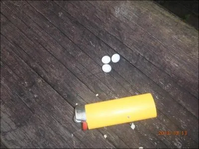 Le gecko des maisons, que l'on trouve en Guyane, pond des oeufs !