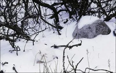 Sur cette photo, en regardant bien, on peut apercevoir un livre blanc !