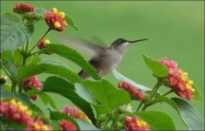 Un oiseau peut peser moins de deux grammes !