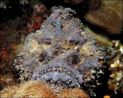 Que voyez-vous sur la photo ?