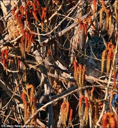 Au besoin, mettez vos lunettes, quel animal est cach sur la photo ?