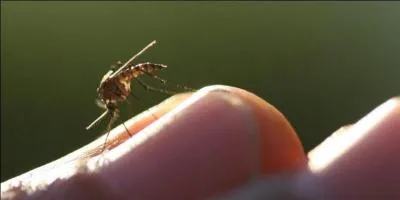 Toutes les espces de moustiques piquent l'homme !
