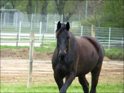 Quel est le nom de cet animal ?