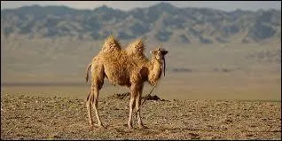 Quel est le nom de cet animal ?