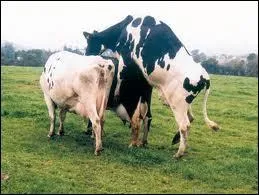 Quel est le nom de ces animaux ?