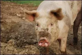 Quel est le nom de cet animal ?