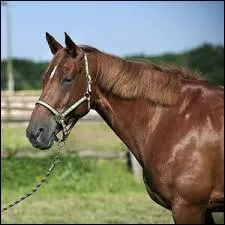 De quel ct doit-on tenir la longe ?