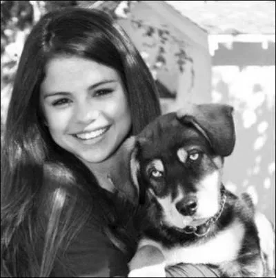 Comment s'appelle le chien qui est sur l'image ci-contre ?