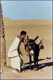 Comment s'appelle l'ne de Numrobis (Jamel Debbouze) dans  Astrix et Oblix : Mission Cloptre  ?