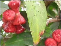 Quel est ce petit en-cas ?