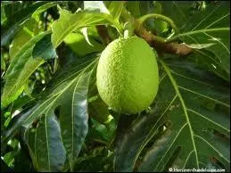 Quel est le nom de ce lgume ?