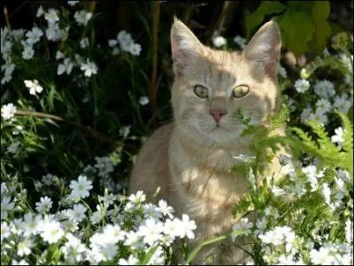 Nous sommes les amis (ou plus) d'toile de Feu. Qui sommes-nous ?