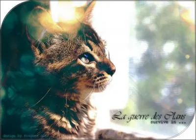 Je suis un chat domestique, du moins je l'tais. J'ai aid des jeunes chats  trouver une caverne bizarre. Qui suis-je ?