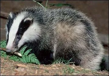 Je suis le seul ami des chats de la fort, mais je n'en suis pas un. Je leur ai sauv la vie  plusieurs reprises. Qui suis-je ?