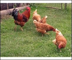 Animaux - Les poules font partie de la famille des :