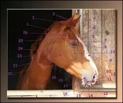 Comment s'appelle le numro 17 ?