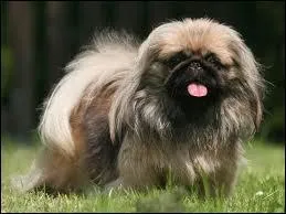 Quelle est sa race ?