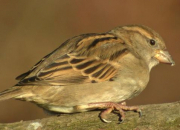 Quiz Les petits oiseaux