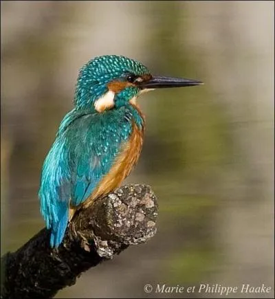 Cet oiseau est (cadeau)