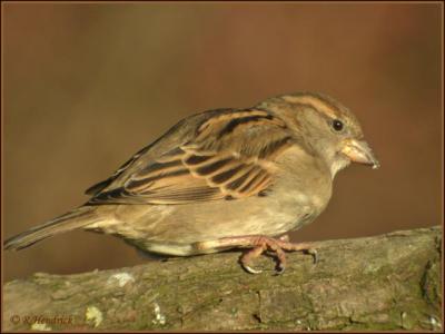 Cet oiseau est