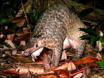 Comment s'appelle cet animal ?