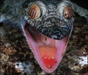 Comment s'appelle cet animal ?