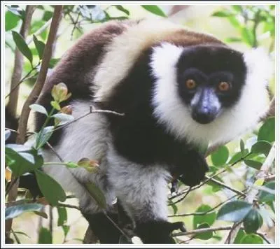 Comment s'appelle cet animal ?