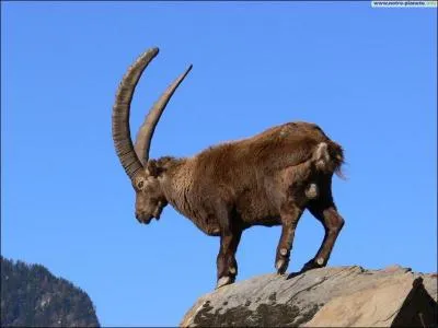 Comment s'appelle cet animal ?